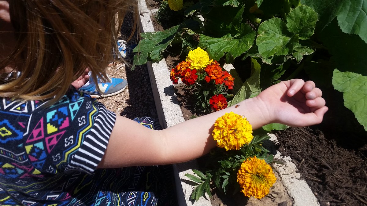We've been busy in the garden lately! It's #ladybugrelease day. Sts observe how ladybugs are connected 2 our environment #sharingtheplanet