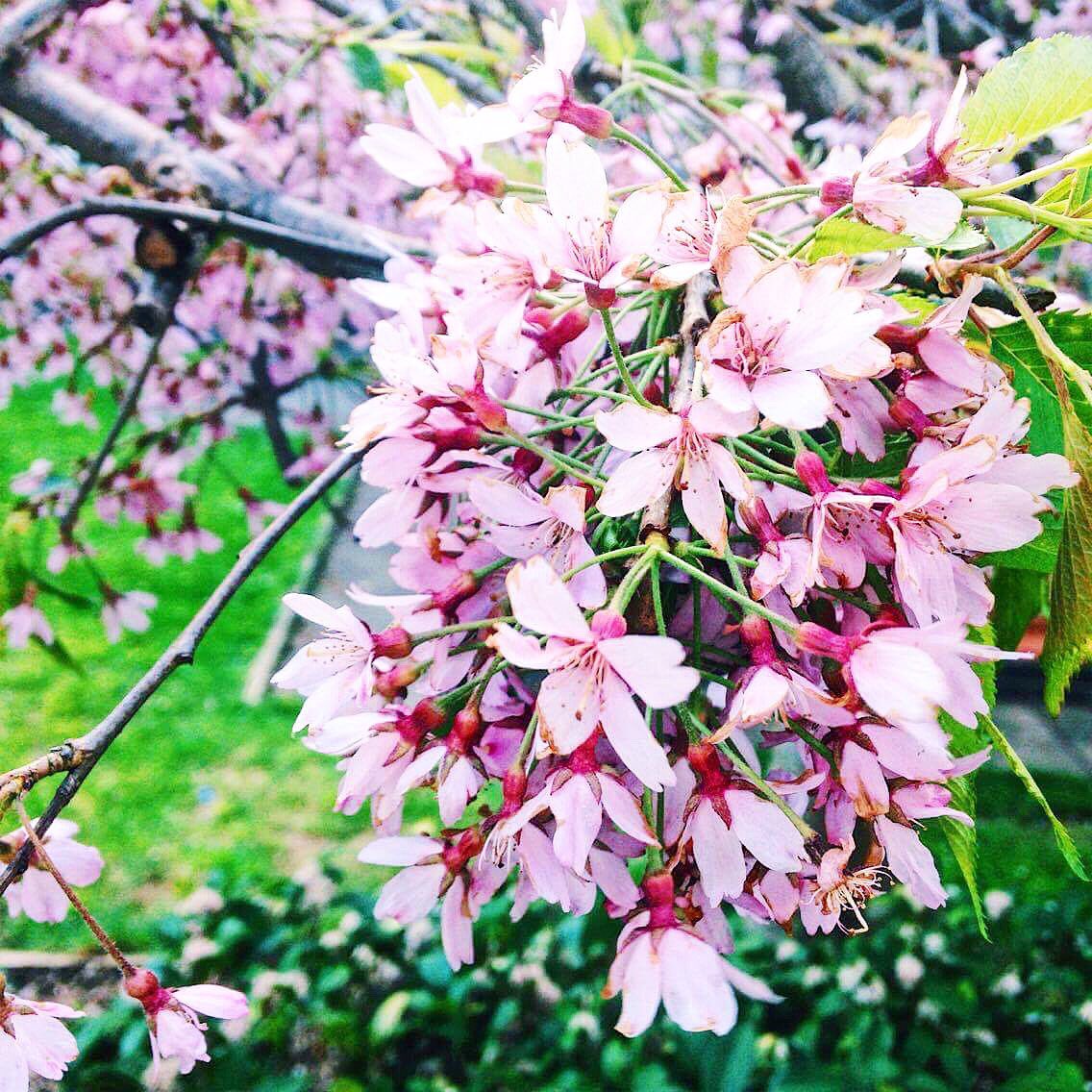 justsophiejane's tweet photo. Campus just looked way too beautiful today ๐ฟโจ๐๐ธ @dmuleicester #dmu #mydmu #ichoosedmu https://t.co/lcsrxWXYkW