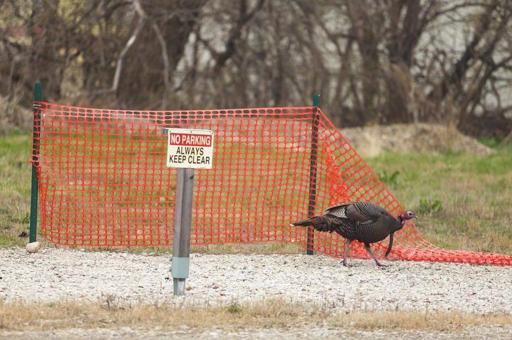 omavidsolutions's tweet photo. We've got a new friend at the studio today.. ya turkeys! 🦃 https://t.co/xBstSPFT7e