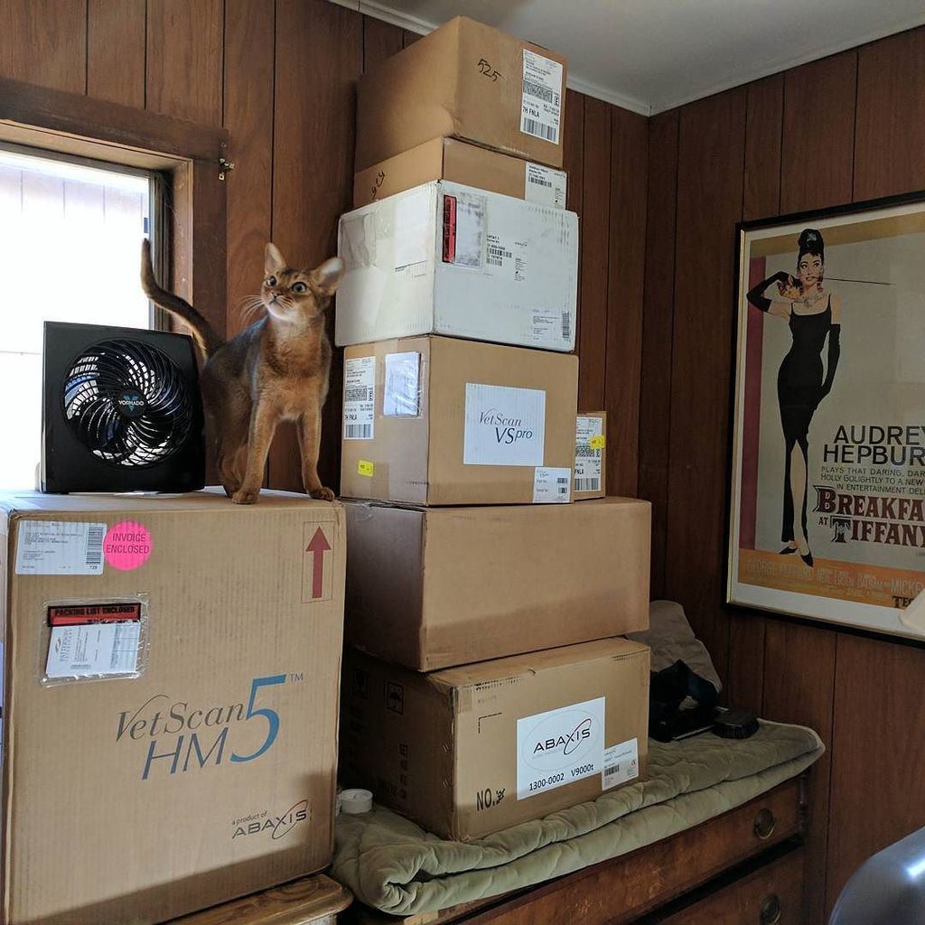 vt4cats's tweet photo. Aspen loves the tower of boxes. #boulder4cats #abyssinianofinstagram #abaxis https://t.co/1zqqzKInfd https://t.co/t7qwyIc0LY