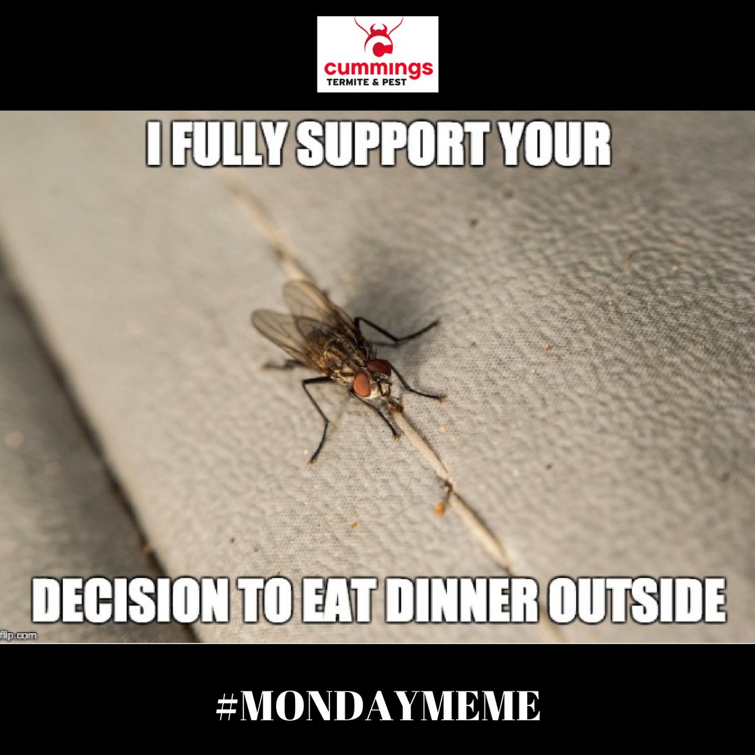 CummingsPest's tweet image. #mondaymeme #funnybug #mememonday
