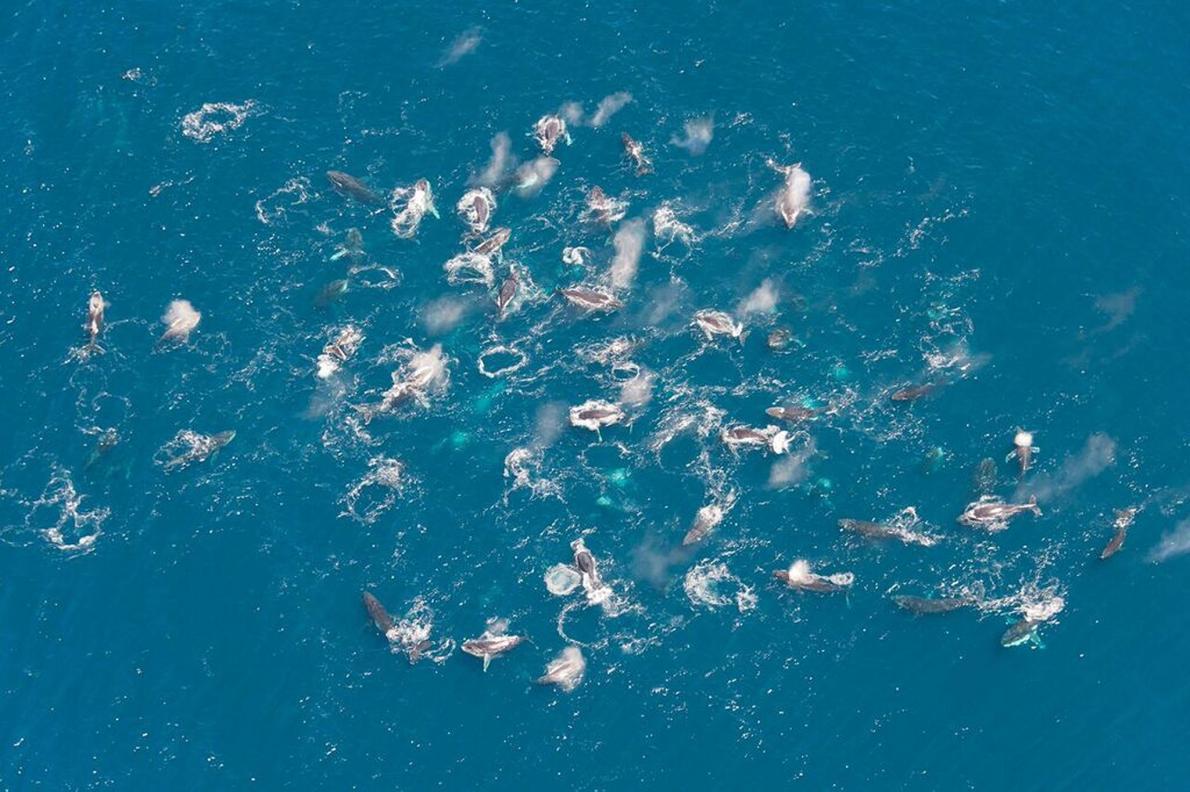 De solitaire bultrug komt voor de kust van Zuid-Afrika bijeen in 'supergroepen' van wel 200 exemplaren, waarom? nationalgeographic.nl/node/6936
