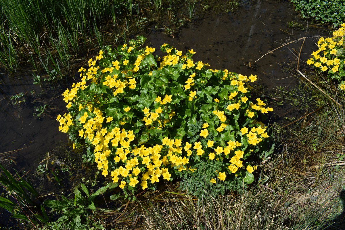 hsauquet_bgsyd's tweet photo. #discoverplants of the week: Caltha palustris (#Ranunculaceae), @u_psud campus, Orsay, France #Ranunculales #SpringInOrsay https://t.co/ovIt8BdJap