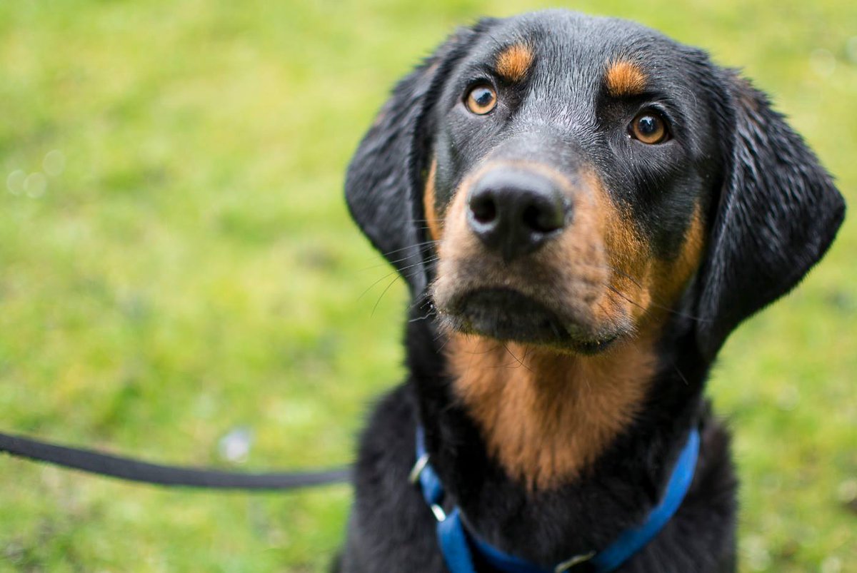 Johnny has been working on his doggy manners at our #Vancouver branch in anticipation of finding his #FureverHome bit.ly/2nwNRSO