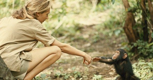 Jane Goodall turns 83 today. Here are her exuberant letters from when she first arrived in Africa as a young woman brainpickings.org/2015/07/14/jan…
