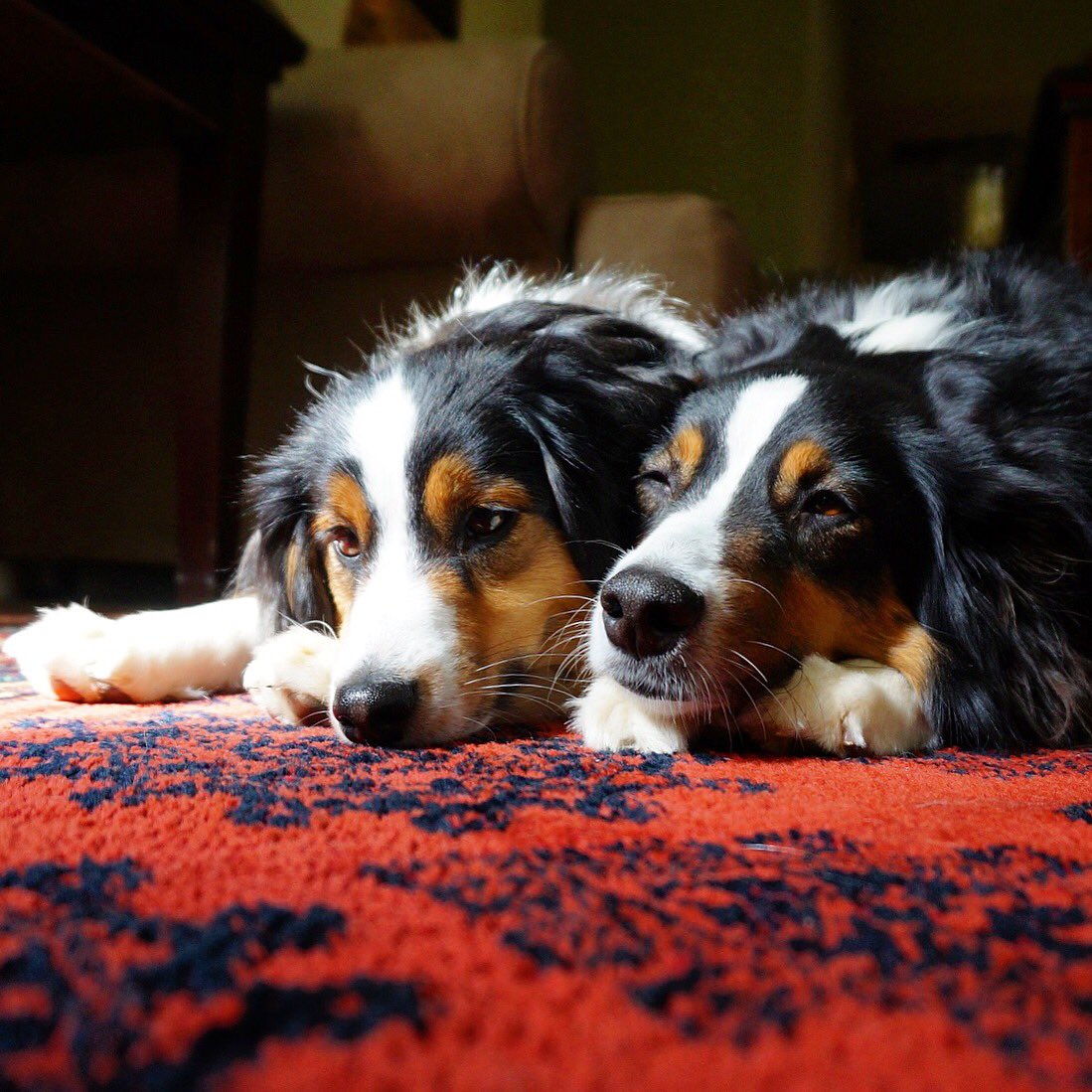 LillytheAussie's tweet photo. Monday. #dogsoftwitter #MondayMorning #petco #sleepy #sideeyemonday @dogcelebration https://t.co/iiFKV99Wok