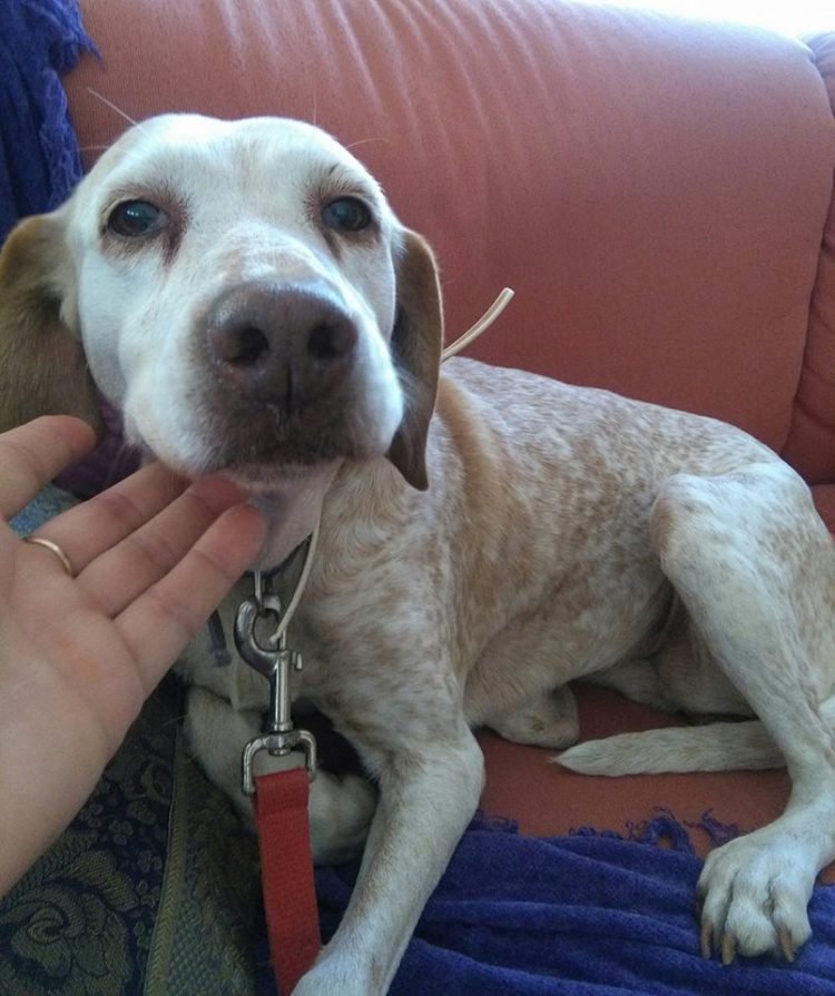 Janey was used for breeding and then dumped, she’s desperate for a loving home  and she deserves the best! spdc.org.uk/dogs/janey/ #spdc