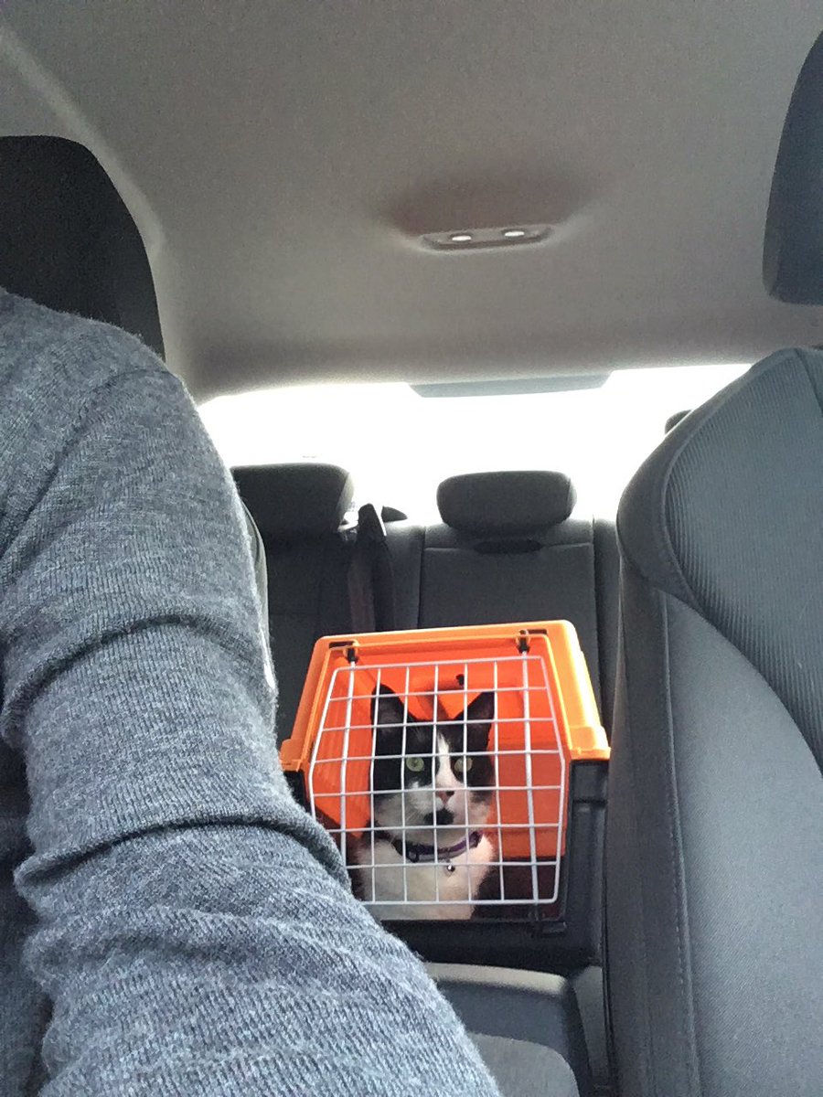 Suggs4210's tweet image. Colin just been to the vets @pennysprout #catcold 😻