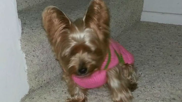KPIXtv's tweet image. A grieving pet owner is warning residents around SF's #LakeMerced to be on the lookout for vicious coyotes. cbsloc.al/2ou5ub5