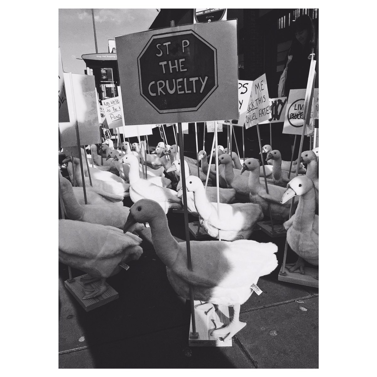 Matthew_Harmer's tweet photo. Great shoot for @FourPawsUK today, hopefully their #goosemarch will make @TKMaxx_UK change their ways! https://t.co/W47zfYVg9W