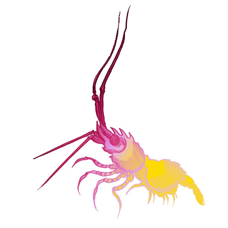 TBeasties's tweet photo. Do you like our wee sea beastie? #superfollies #seacreatures #mdw2017 #salondemobilemilan #nobodyandco #chloepatience #timorousbeasties https://t.co/8k40504SMB