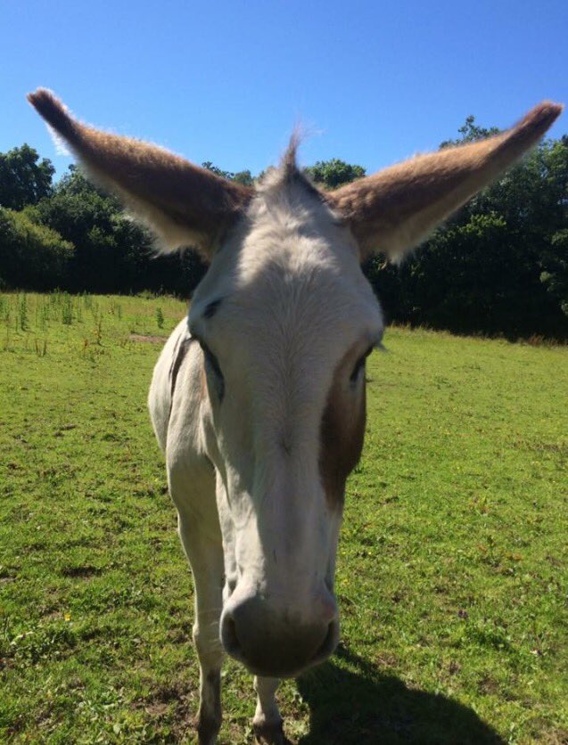 Nutmeg says hurry up summer!! ☀️ #snowdoniadonkeys #snowdon #donkeys #gwynedd #bangor #hurryupsummer