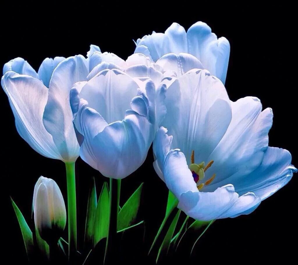 rosarnob01's tweet image. @YaserAbaszade thank you very much dear friend. Have a wonderful day !!👍👌🌷🌹🌺👏