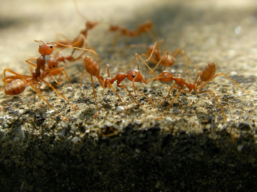 Read our list of spring pests to watch out for.

ecoshieldpest.com/spring-pests-t…