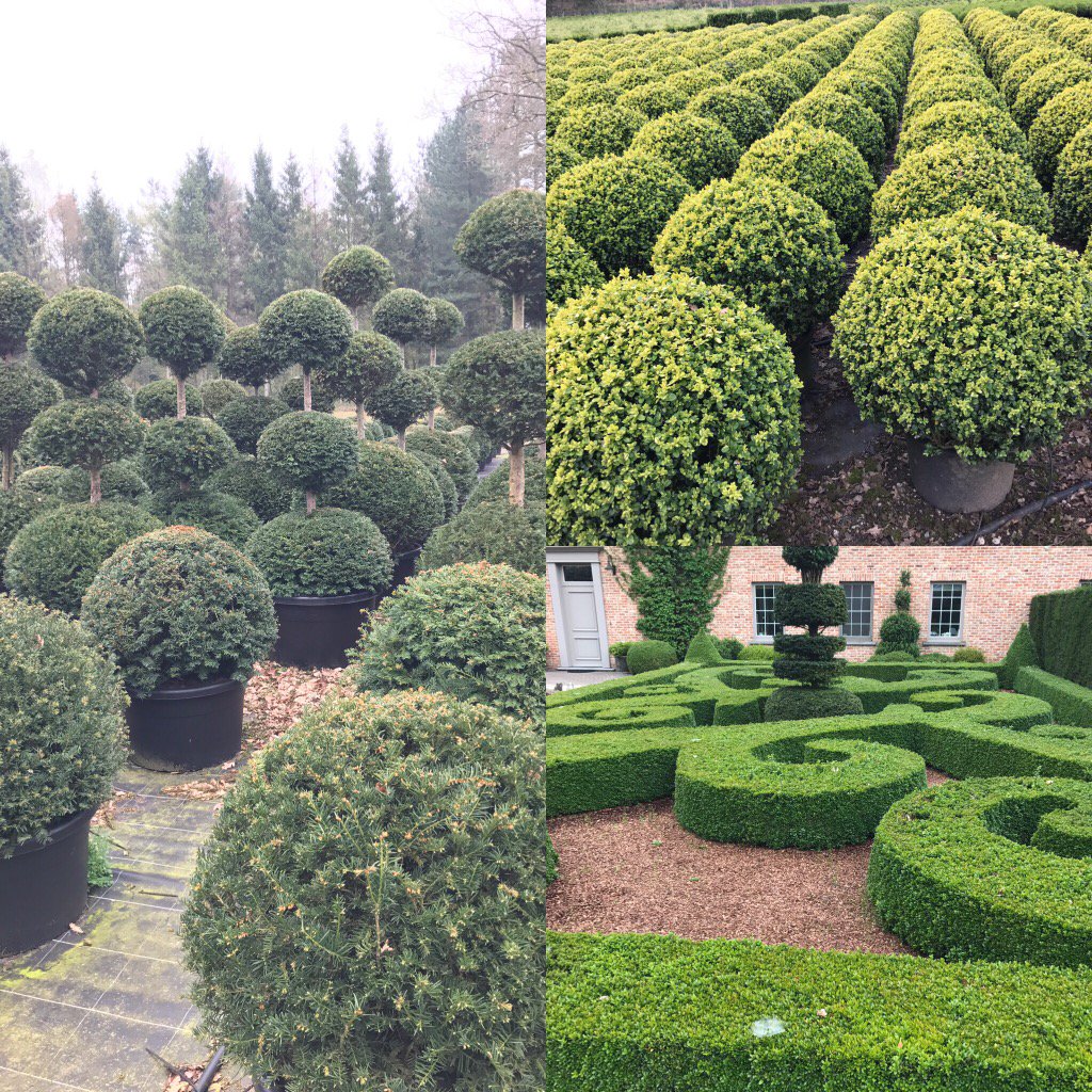 BruceBigPlant's tweet photo. Of plant sourcing again, found some great topiary.... including resistant box! Arriving soon
#boxplants, #buxus https://t.co/64EwgRGWr5