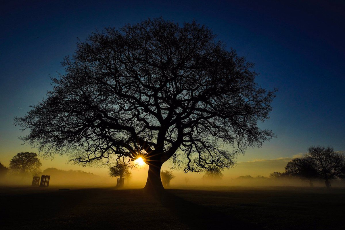 StormHour's tweet photo. A beautiful sunrise from Bushy park, Teddington, England. Thanks to @vintie38 #Sunrise #StormHour https://t.co/Gu9l9j8AM3