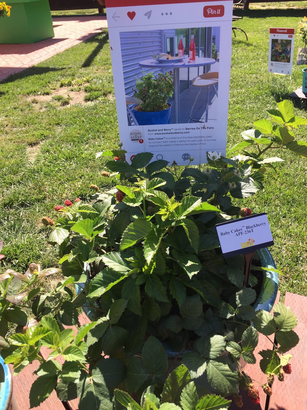 Discover more than 153 blackberry baby cakes super hot in.eteachers