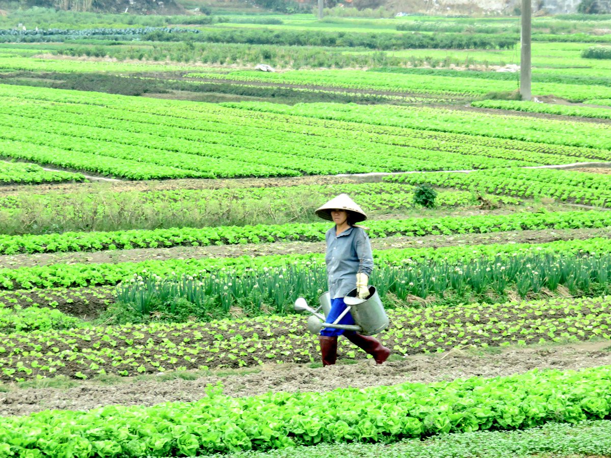 postcard2_0's tweet photo. @WelcomeVietNam 🇻🇳 #green #field #view #culture #Vietnam #Vietnamkultur #colourswithcanon #holidays #vacation #Travel #visit #Happiness #go https://t.co/mkeL2kHkKH