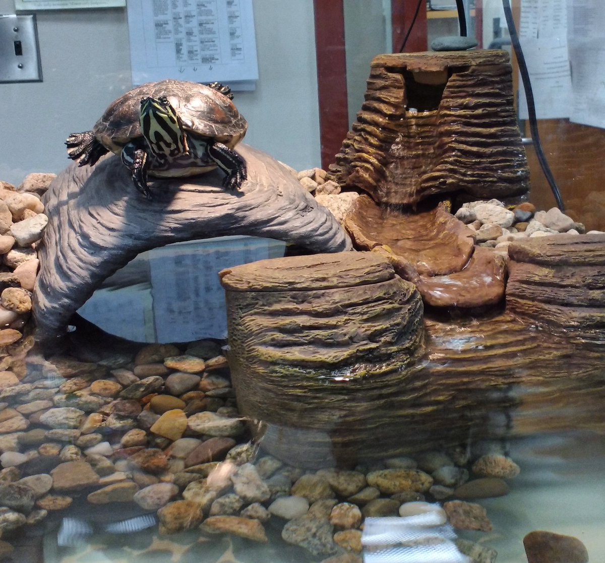FramPub's tweet photo. Check out Fred's new home. New filter &amp; new places to climb &amp; bask.

#townofframingham #framingham #framinghampubliclibrary  #fredtheturtle https://t.co/hSWK39wQdg