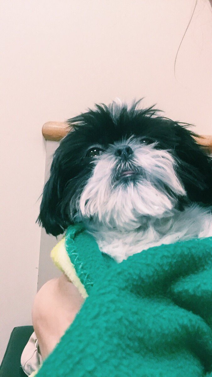 emilyramirez98's tweet photo. @ibedaryn 🐶🐶🐶 https://t.co/XMCJM6I10h
