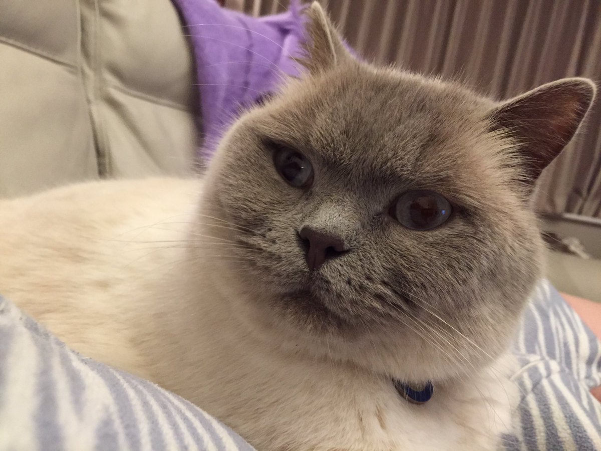 Maxine Dorcas On Twitter Finn My Beautiful Cat Missing British