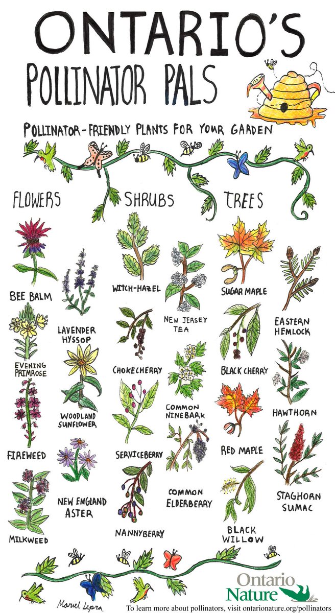 Educate_Explore's tweet photo. When planning an @ON_EcoSchools school ground greening project, consider researching #NativePlants to help support biodiversity. #CertTips https://t.co/kJ1STbbhOO