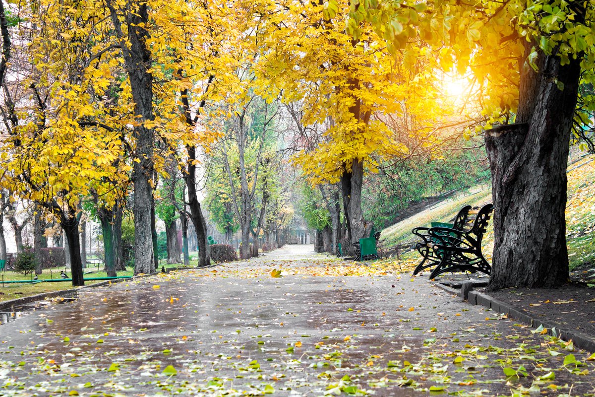 arborday's tweet photo. The Role Of Trees In Urban Stormwater Management - https://t.co/BtLbGT7lwR @alliance4trees #treenews https://t.co/Svv5iXnTai