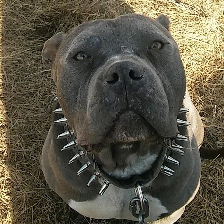 My bruce ❤❤❤ #bluenose #pitbull #pitbullsofinstagram #love #retweet