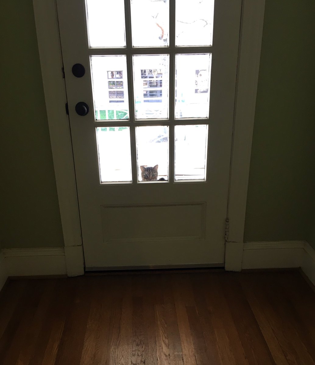 original_grove's tweet photo. When you are left out of the #party but still want to know what's going on inside. #CatsOfTwitter #cat #catsarefunny https://t.co/5ZxOmBhgXD