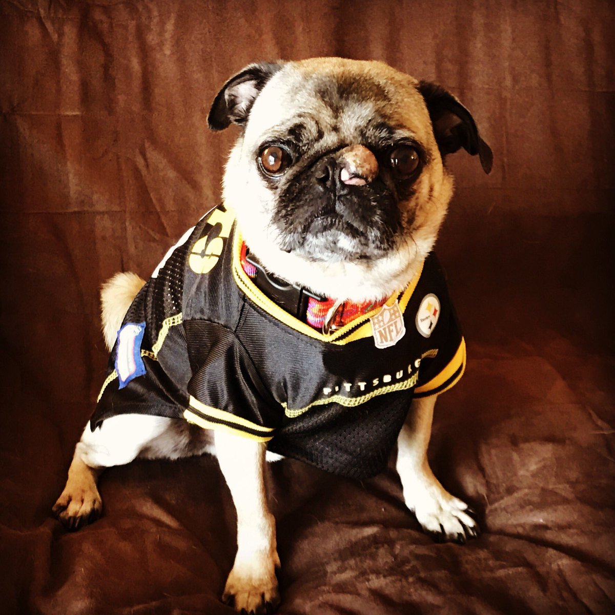 vinnie_the_pug's tweet photo. Our foster Brother Milo already fits right in 🖤💛🖤💛🖤 #ThePittsburghGrumble #hospicefoster https://t.co/7XvIm5dyH8