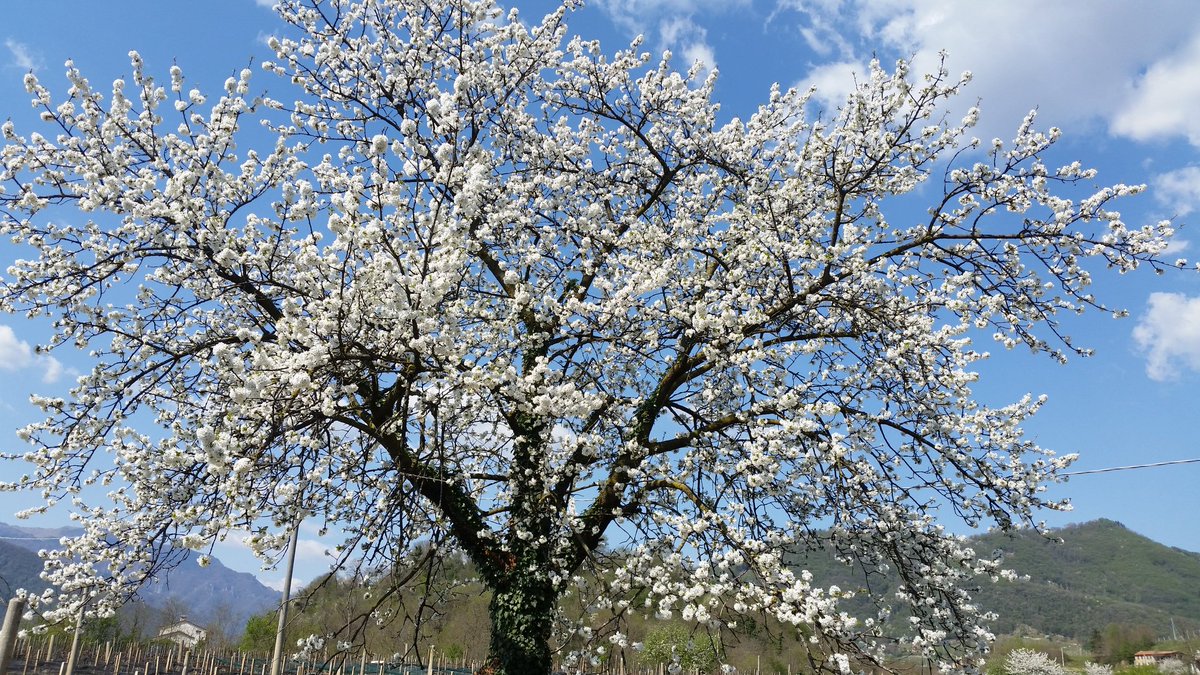 ilsettolo's tweet photo. #cherryblossom #spring at #LeoVanin #Settolo #Valdobbiadene #hills #biodiversity #biodiversita. https://t.co/Hl8TovL3gu