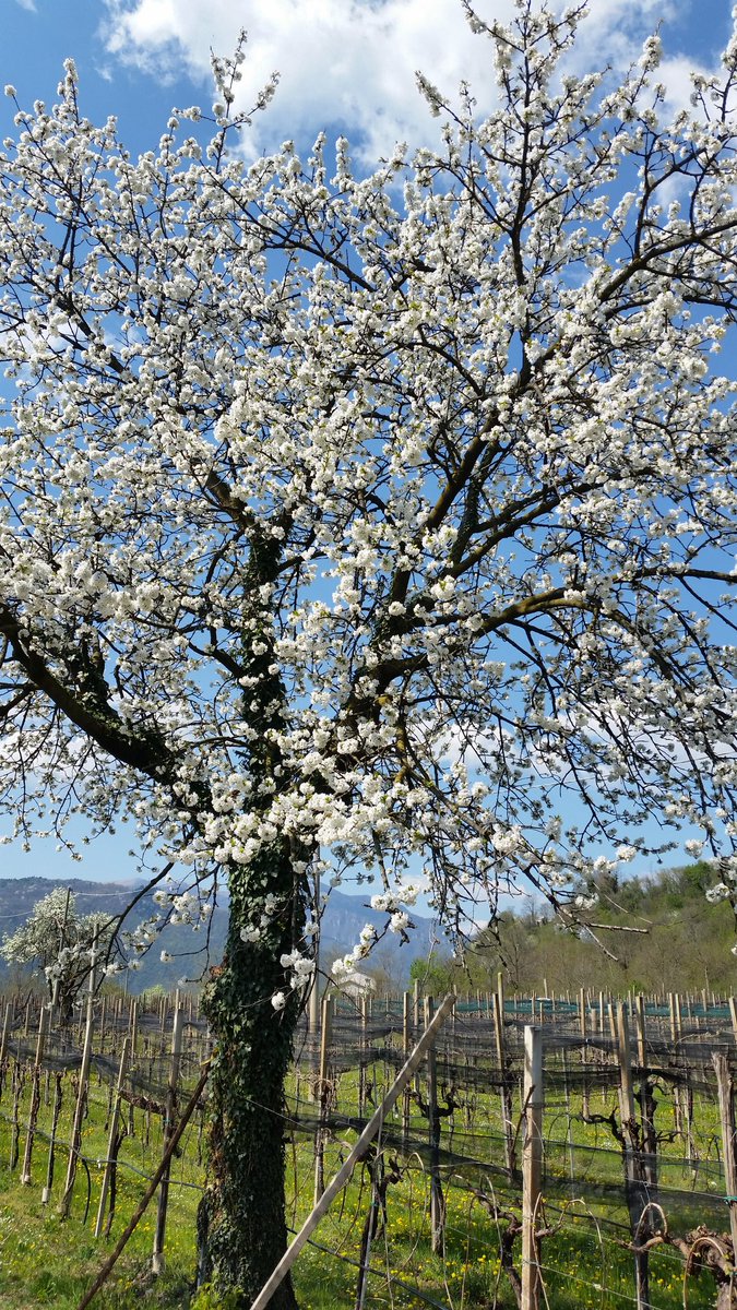 ilsettolo's tweet photo. #cherryblossom #spring at #LeoVanin #Settolo #Valdobbiadene #hills #biodiversity #biodiversita. https://t.co/Hl8TovL3gu