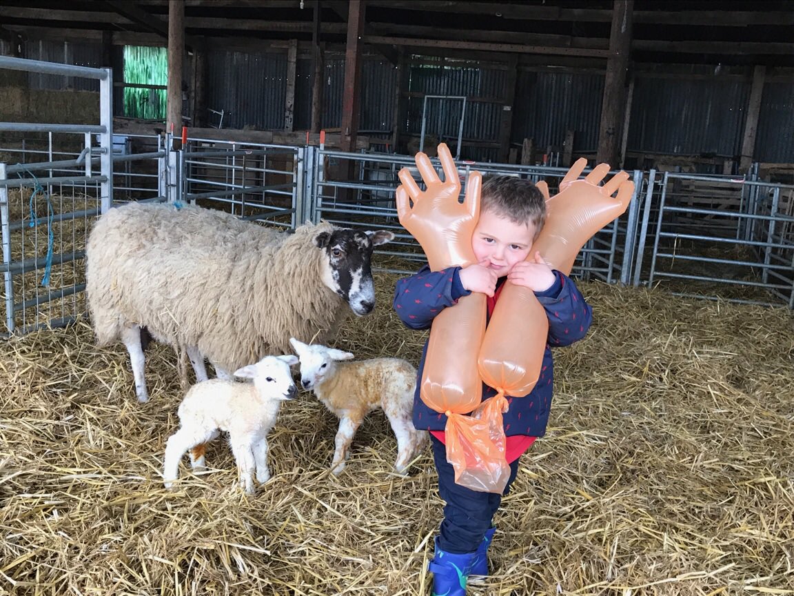 An extra pair of hands is always welcome at lambing time #sheep365  #Lambing2017