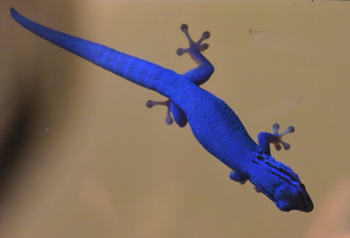 They don't call them electric-blue. #geckos. 