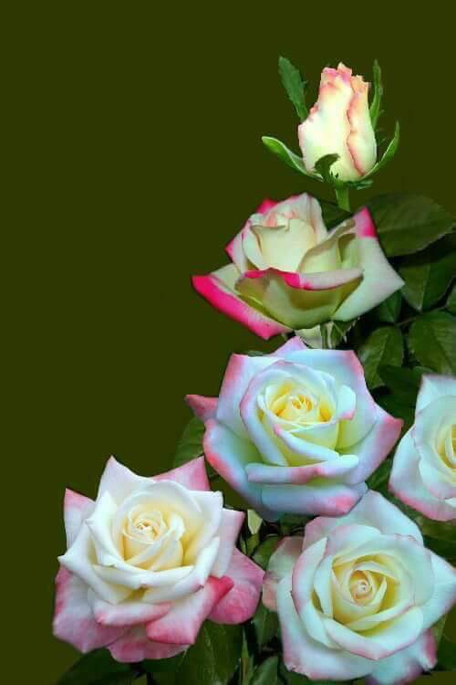 @Sil_Spadafora_1 <a href="/MonicaR926/">ʍʘήɪɔด้้้้้็็็็็®</a> <a href="/WilfelJ/">Wilfelj</a> <a href="/BeaGuar/">BEA #TeamSilFriends</a> <a href="/gust1012/">Gust`s F4F 💈10/09/75</a> <a href="/pasion__CARP/">匚丹尺ㄗ</a> 🍃🌹🍃#TEAMLOVEFRIENDS🍃🌹🍃