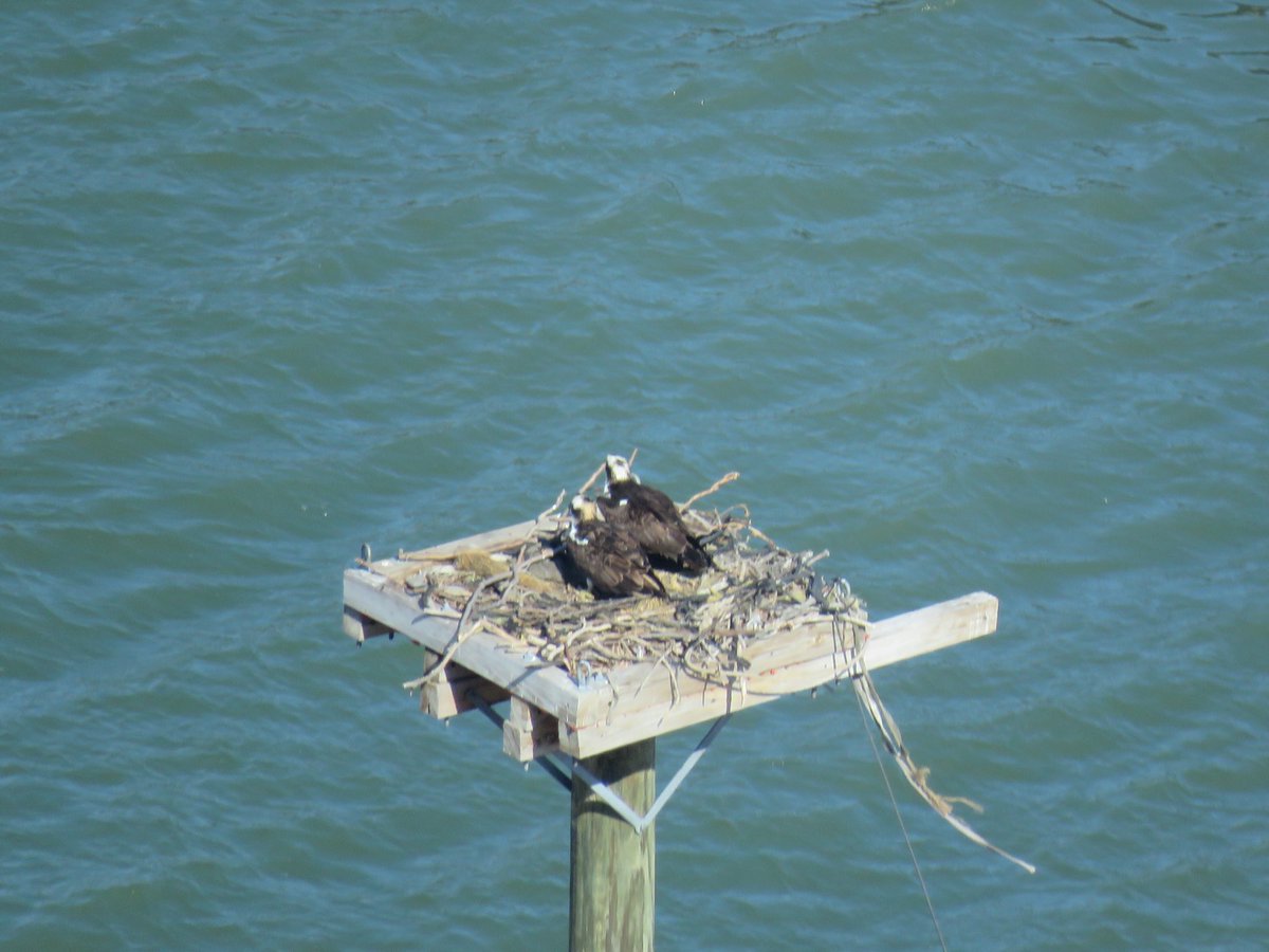 RedQueen1's tweet image. #ospreys nesting!