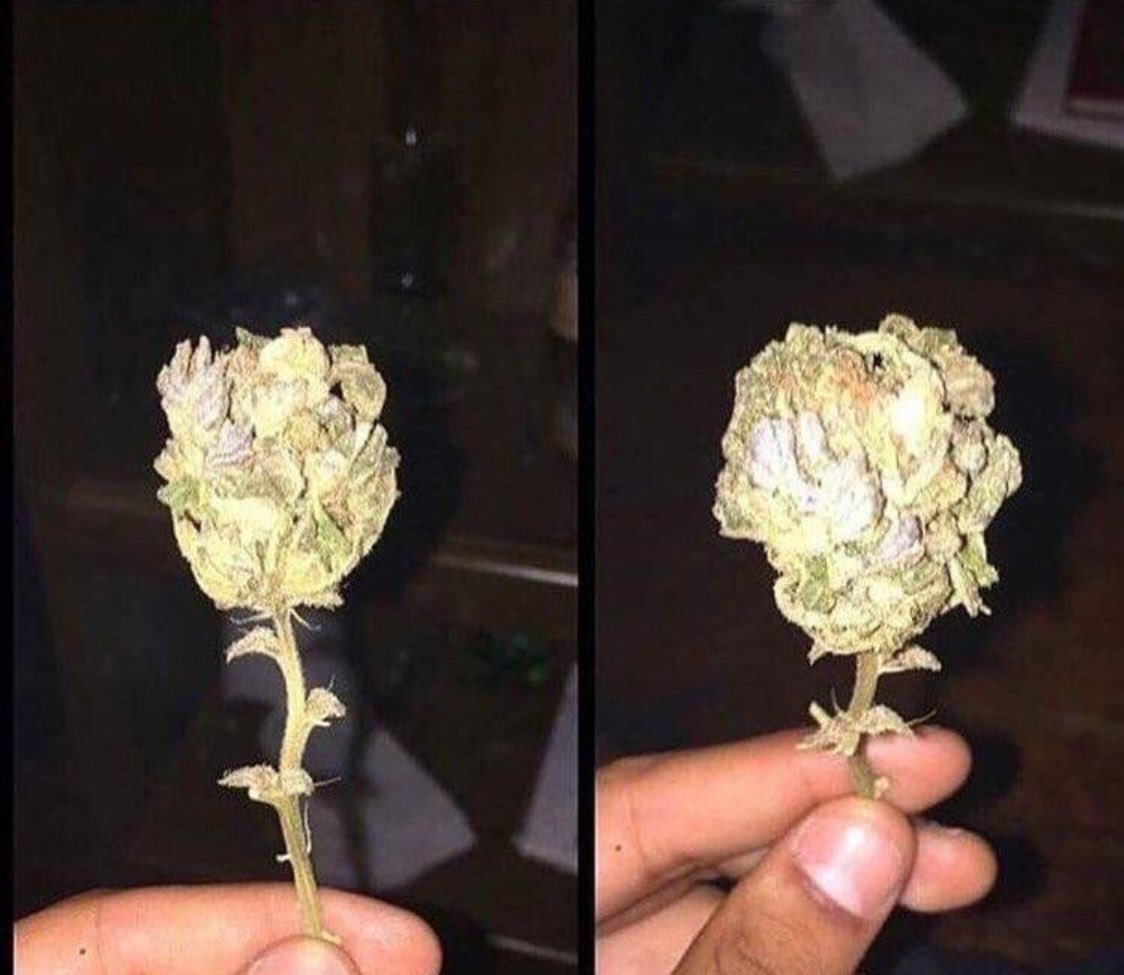 StonedSocial's tweet image. My girl says I need to be more Romantic