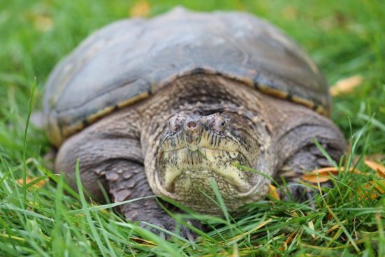 OntarioNature's tweet photo. Your voices were heard! Today we celebrate the end of the snapping #turtle hunt in #Ontario🐢 : https://t.co/MOkK1NUqAI #onpoli https://t.co/bC8ydwn2Nt