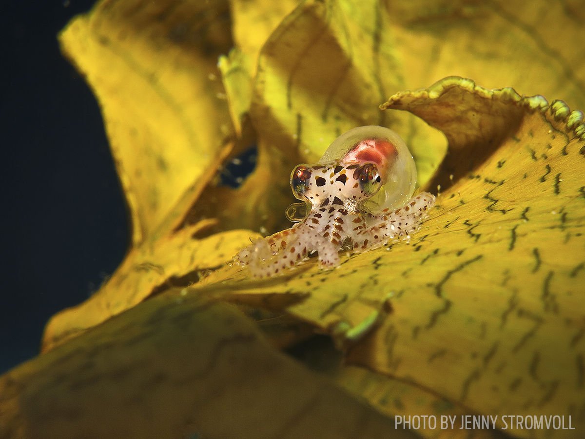sportdiver's tweet image. The Kraken, he is not. Check out more adorable tiny macro critters here: sportdiver.us/ZCj9b9 #MarineLife