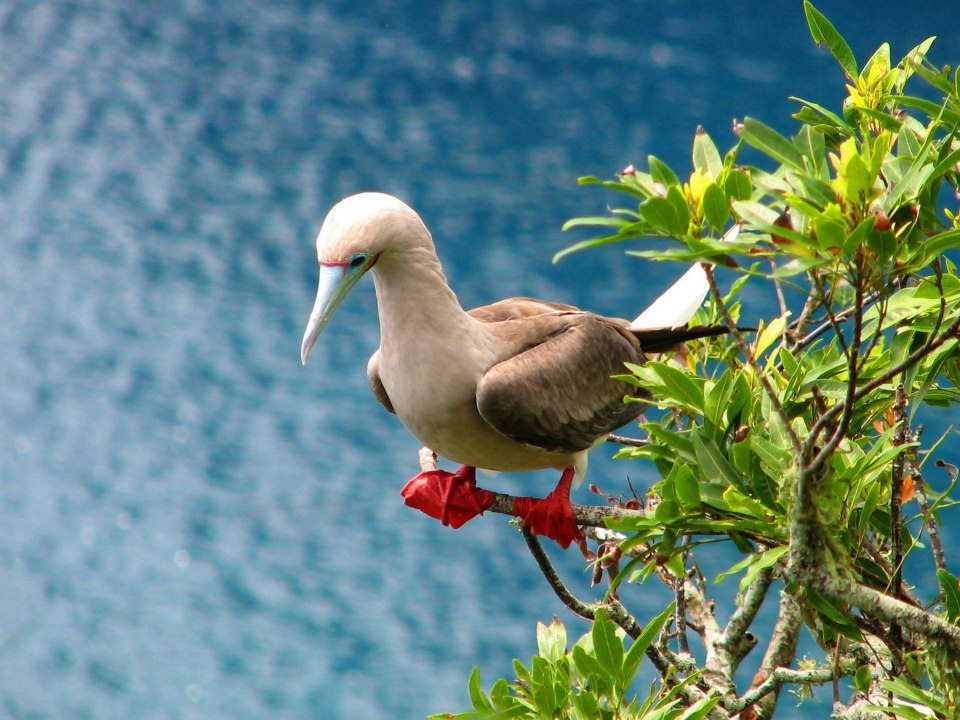 NPSamericansamoa on X: Redfooted booby is the smallest of all boobies at  about 70 centimetres 28 in length and with a wingspan of up to 1 metre  3.3ft.#FindYourPark  / X