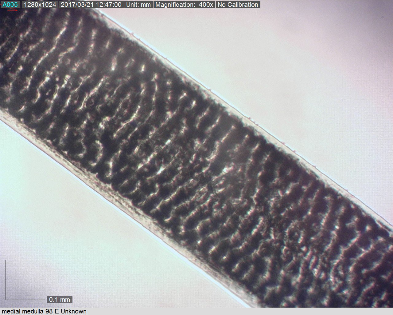Rabbit Hair Microscope