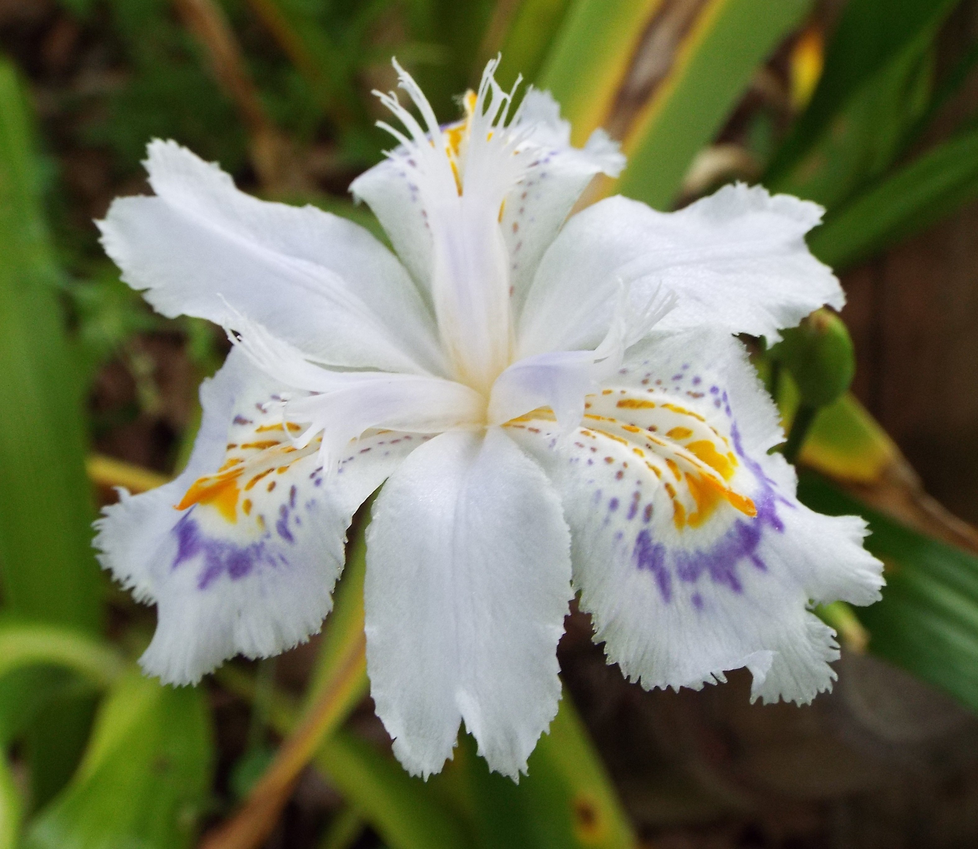 توییتر いりちゃん 花と月に魅せられて در توییتر おはようございます きょう4月4日の誕生花はアグロステンマ 花言葉 自然を好む 育ちのよさ 気持ちがなびく やシャガ 花言葉 清らかな愛 抵抗 決心 私を認めて 友人が多い だそうです きょう