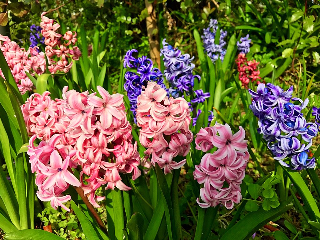 ユニークヒヤシンス 別名 最高の花の画像