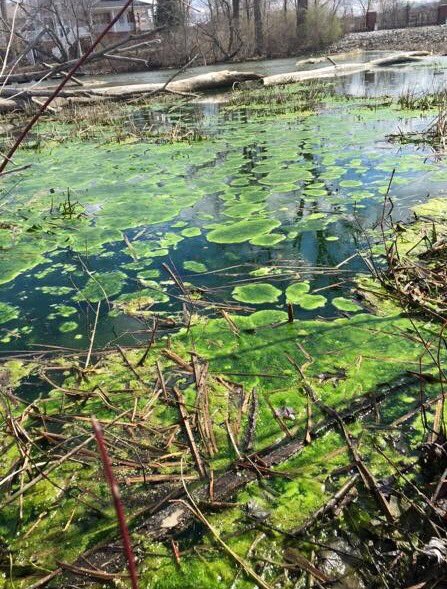 GeistCoalition's tweet photo. 2017 Geist Reservoir's Treatment Program Kicks Off in 1 Month! Don't let your waterfront go!
https://t.co/7e8E4f7HUw https://t.co/NbhCpza76t