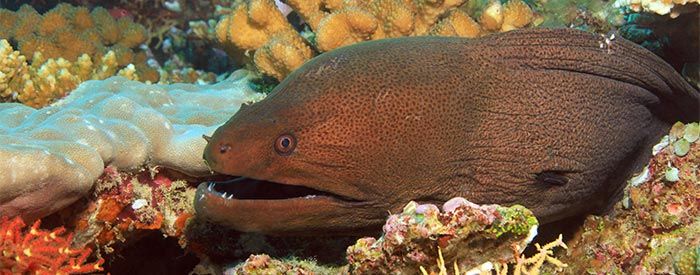 KeliisKayak's tweet photo. Find out about Hawaii's Moray Eel https://t.co/vCQlCF8apt #mauiblog #mauiinfo #maui https://t.co/JTbuZ0L1vg