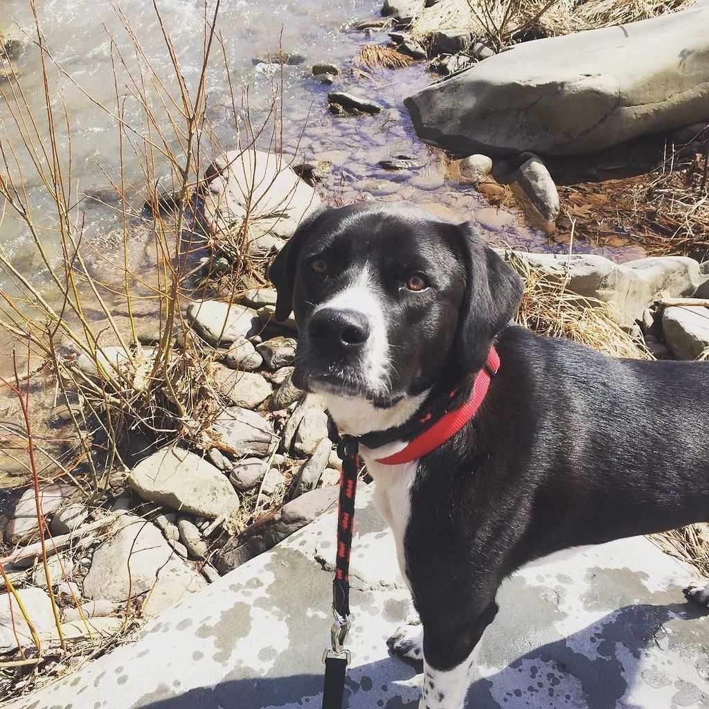 edibleusable's tweet photo. Lucky is very happy spring is here, all of the ice is gone from the creek and he made it through is first #Catskill winter!  #borador #tw #… https://t.co/SveYVoUnYO