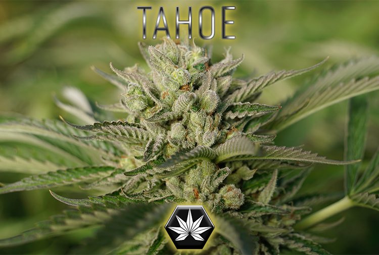 Tahoe OG 
#IconCannabis #Cannabis #OG #mondaymotivation #TahoeOG