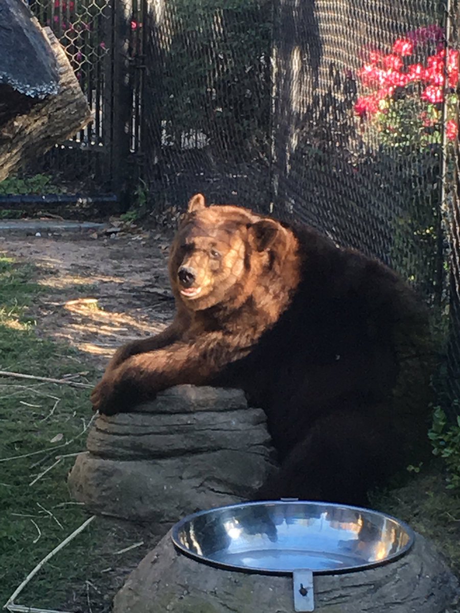 Joy and Lady (baylor_bears) Twitter