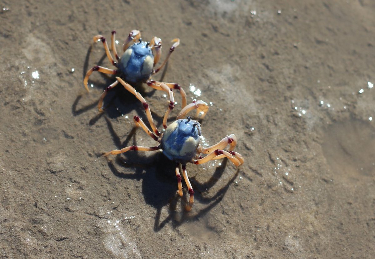 UQ_News's tweet photo. Caress a crab, get to know your coral &amp; seaweed, and discover Moreton Bay at the #UQ Biodiversity Road Show.

STORY: https://t.co/fb9svC5WFT https://t.co/0ehCBVzsGT