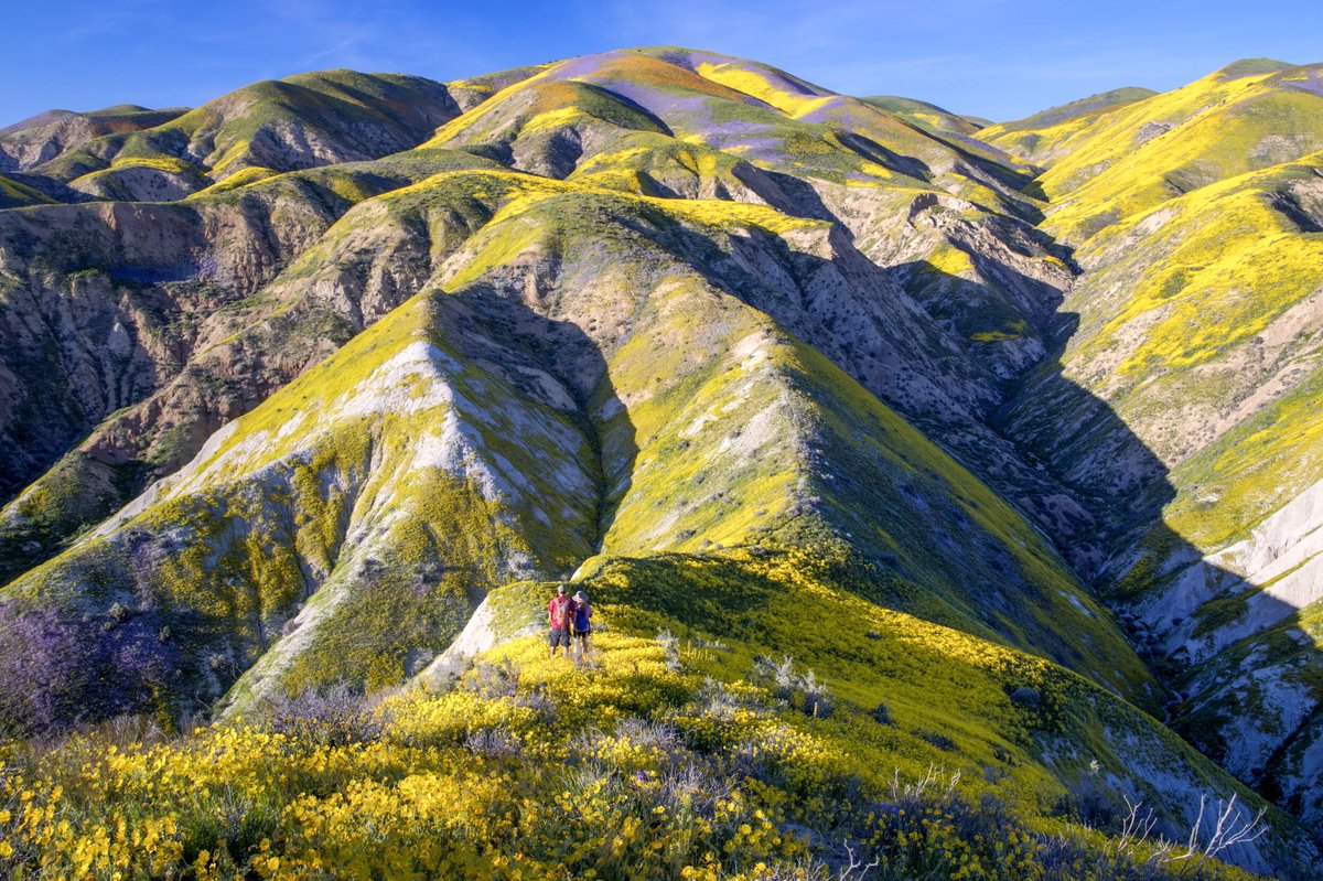 Interior's tweet photo. You're going to want to visit Carrizo Plain National Monument after seeing these wildflower pics! 🌻🌷🌼 #California #TracktheBloom https://t.co/yYZPAuUrRe